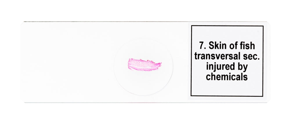 Discovery Prof Specimens DPS 25. “Biology, Birds, etc.”