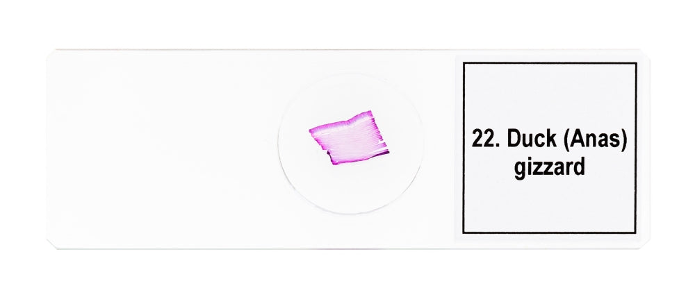 Discovery Prof Specimens DPS 25. “Biology, Birds, etc.”